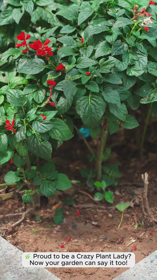 Verrückte Pflanzenliebhaberin – Personalisiertes rechteckiges Metallschild für Gartenliebhaber