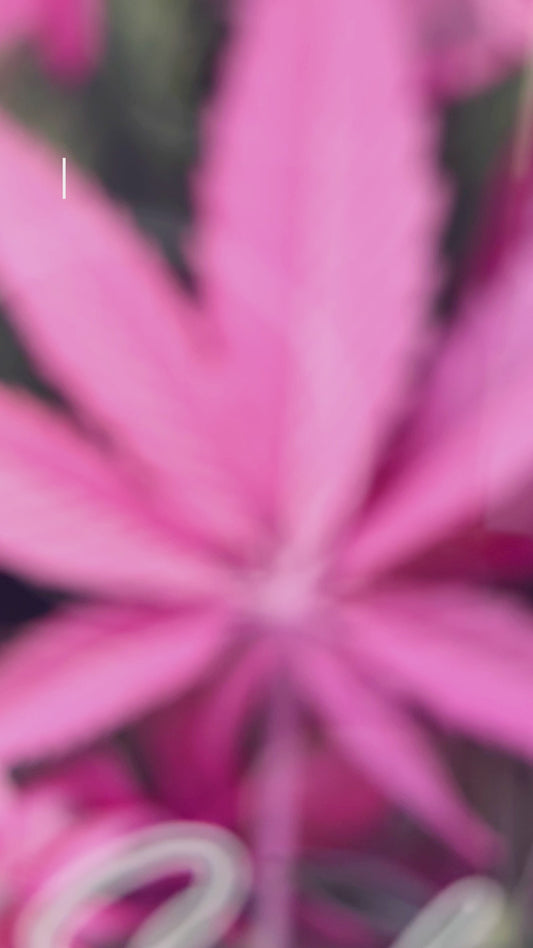 Pink In My Area – Personalisierter Weed-Autoanhänger